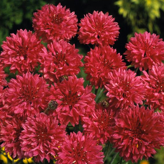 Red Centaurea Cyanus Flower Seeds- Bachelor Buttons