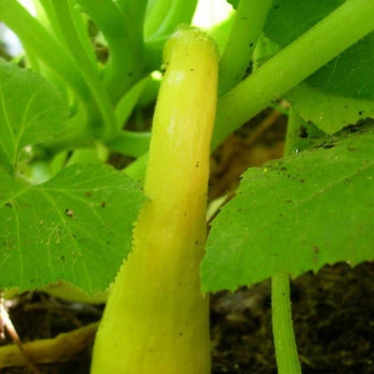30pcs Early PROLIFIC STRAIGHTNECK SQUASH Yellow Summer Bush Heirloom Seeds