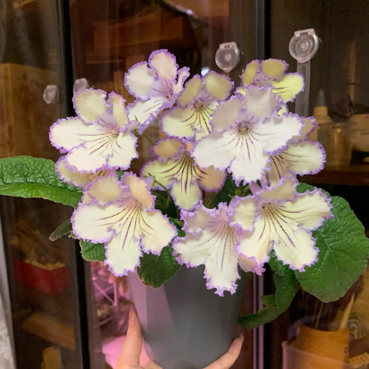 Streptocarpus hybrids 🌼