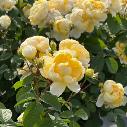 Cuteness overload! 🍳 The Fried Egg Rose seeds— the breakfast star of the flower world!