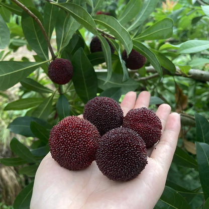 SEME DI MIRICA DOLCE