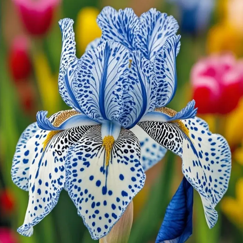 Rare Iris Bulbs⚜️# Stardust Snow