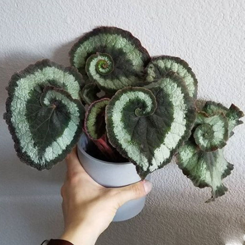 BEGONIA ESCARGOT SEEDS