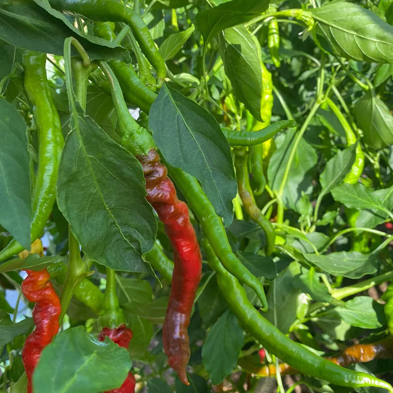 SPIRAL CHILI SEEDS