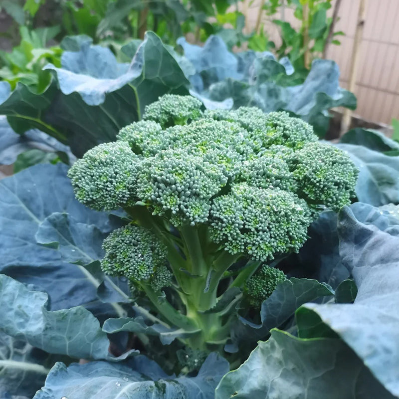 BROCCOLI RABE SEEDS