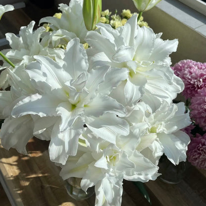 🌸Rare Lilies seeds