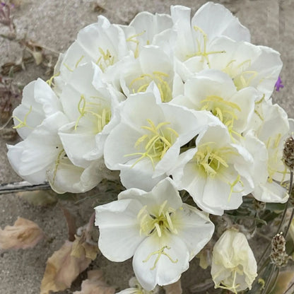 EVENING PRIMROSE SEEDS