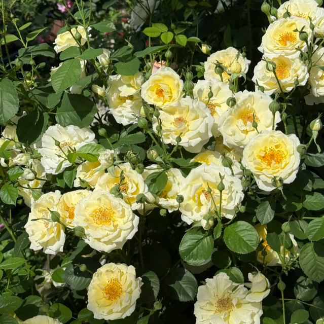Cuteness overload! 🍳 The Fried Egg Rose seeds— the breakfast star of the flower world!
