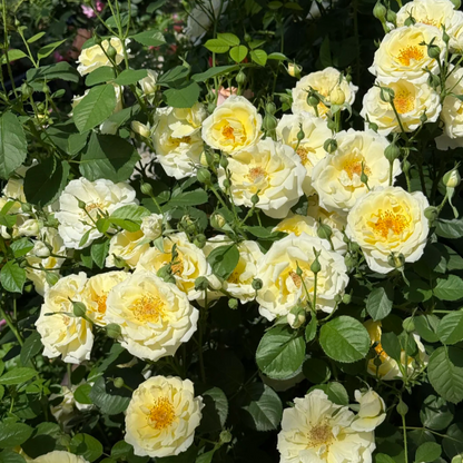 Cuteness overload! 🍳 The Fried Egg Rose seeds— the breakfast star of the flower world!