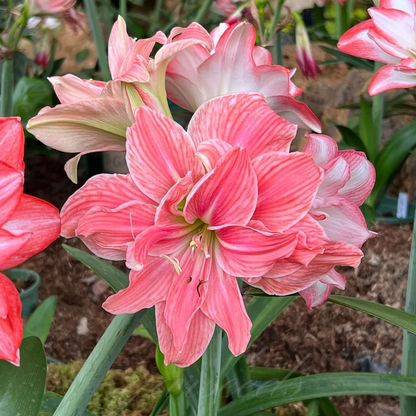 🌼Double-Petaled Perfume Amaryllis Bulbs