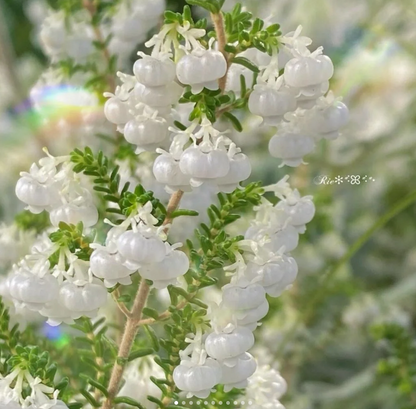 Calluna vulgaris / Scotch Heather seeds