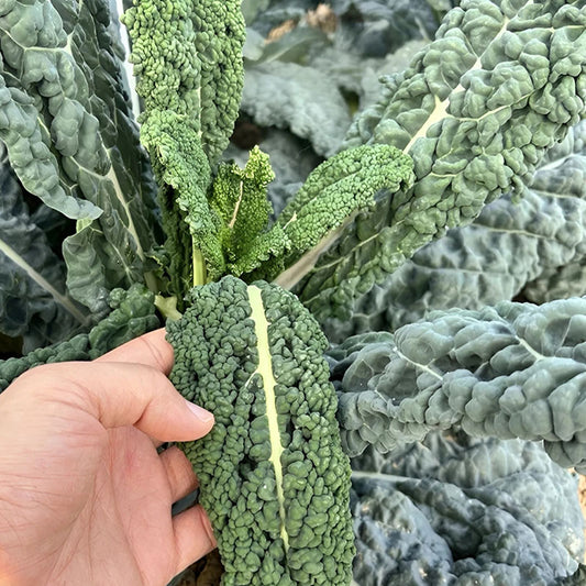 🌿FRIZZY-LEAF VEGETABLE SEEDS