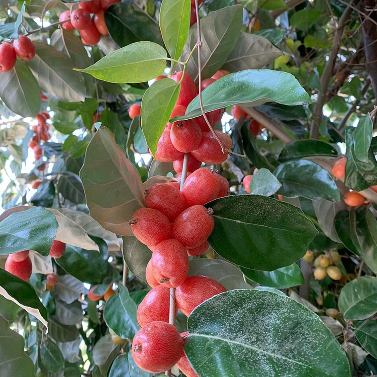 Che Fruit Seeds – Exotic and Nutritious