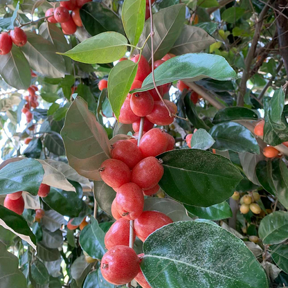 Che Fruit Seeds – Exotic and Nutritious