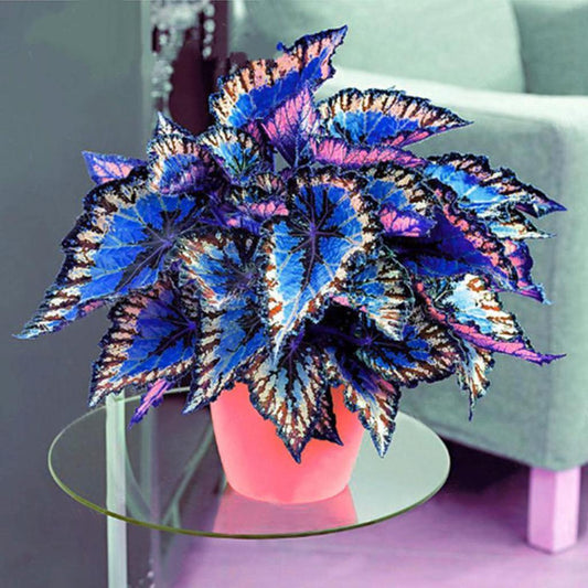 Coleus Bonsai Flower Leaf Plants Rainbow Dragon Seeds Garden