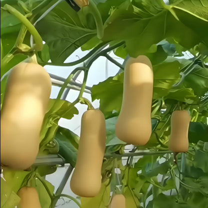 SWEET CREAM PUMPKIN SEEDS