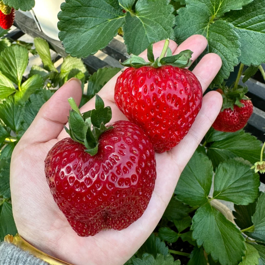 🍓Sweet Dreamland Strawberry Cream Seeds – Premium Quality for a Sweet Harvest