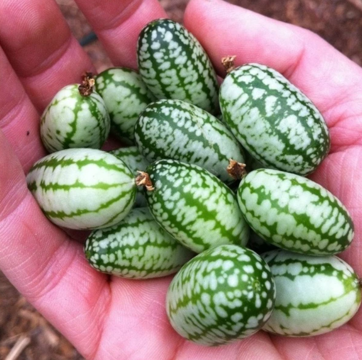 Thumb Watermelon Seeds 🍉