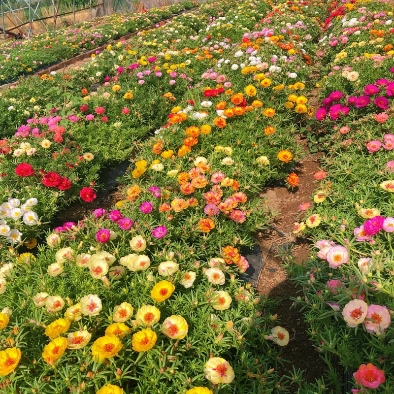 🌞 Bring Sunshine to Your Garden with Sunburst Moss Rose Seeds