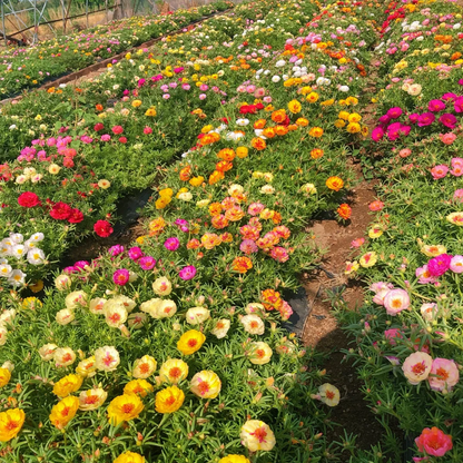 🌞 Bring Sunshine to Your Garden with Sunburst Moss Rose Seeds