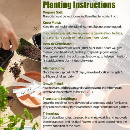 💰Special Offer [50% OFF] 🌿Rare Hosta Seeds