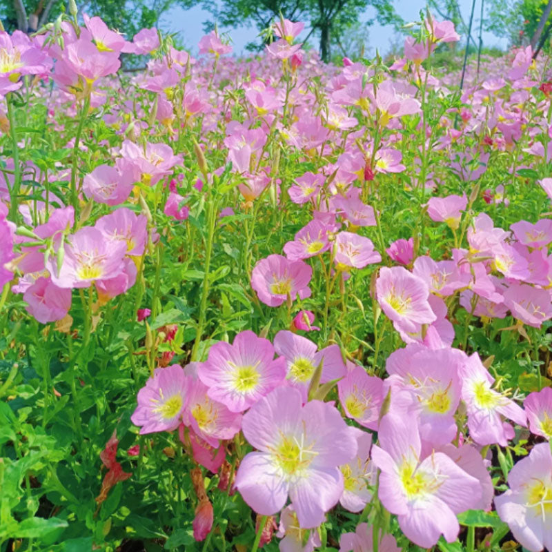 EVENING PRIMROSE SEEDS