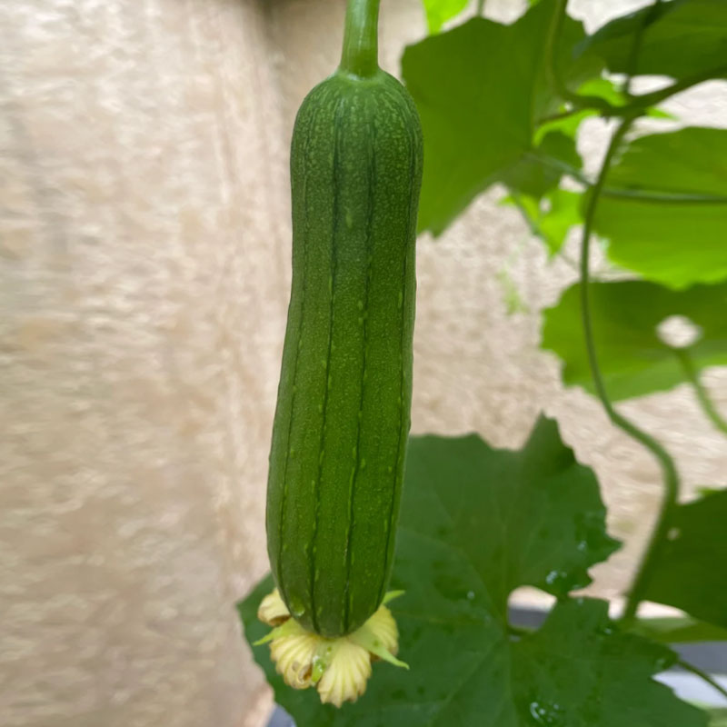 🥒MEAT LOFOAH SEEDS