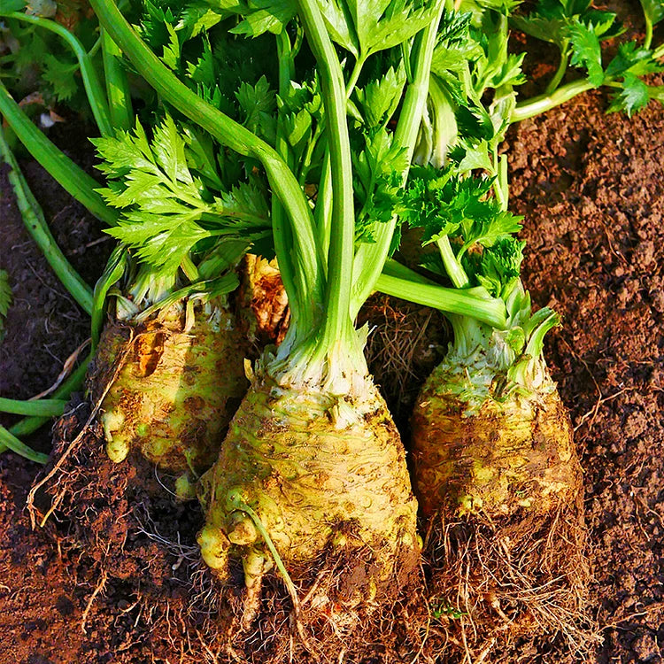 Celeriac Seeds Celery Root Seeds