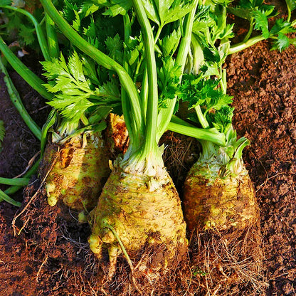 Celeriac Seeds Celery Root Seeds