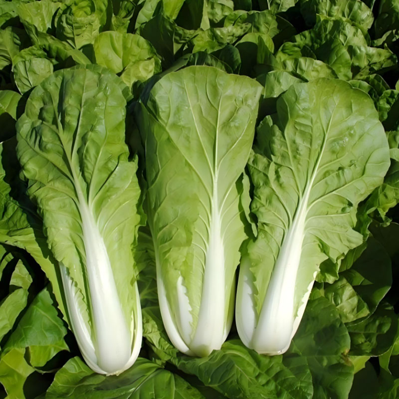 ALPINE BOK CHOY SEEDS