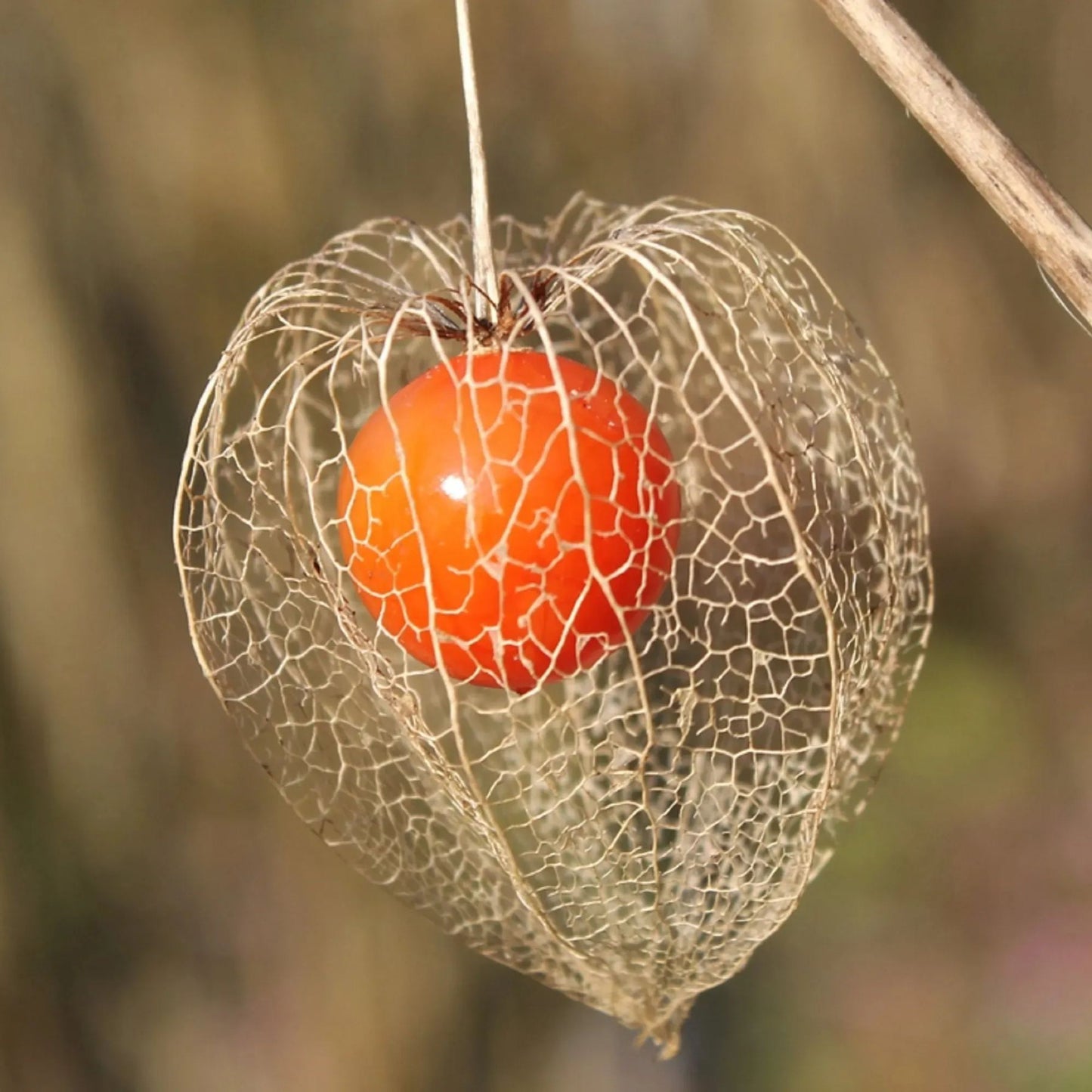 🎉65% OFF💥🔥Lantern Cherry Seeds🍓🍒Winter Ground Cherry-Strawberry Ground Cherry