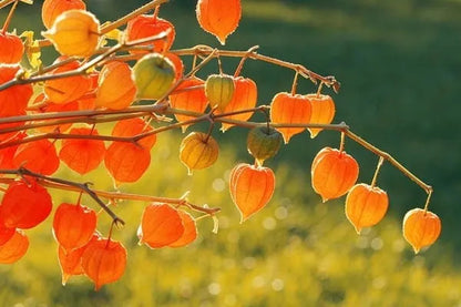 🎉65% OFF💥🔥Lantern Cherry Seeds🍓🍒Winter Ground Cherry-Strawberry Ground Cherry