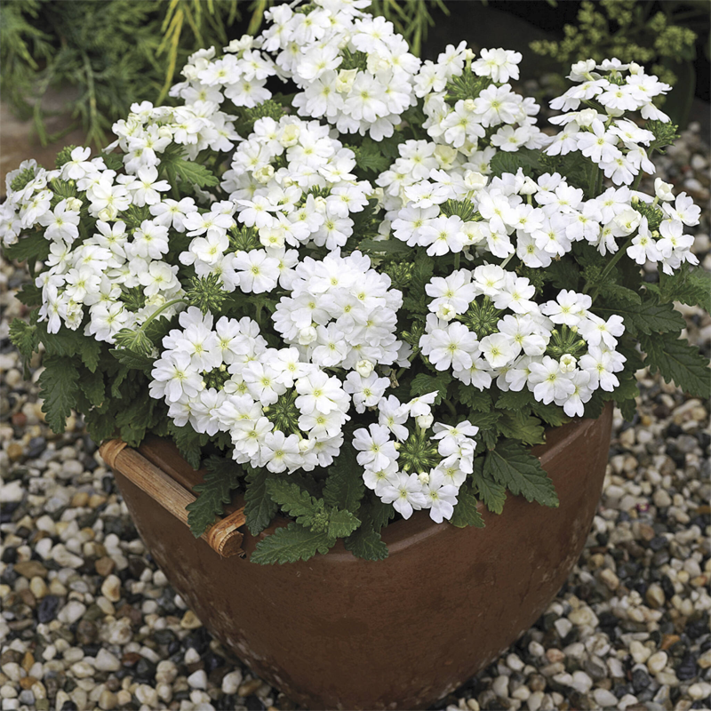 Potted flower seeds-Verbena seeds Four seasons sowing landscape flower sea potted flowers