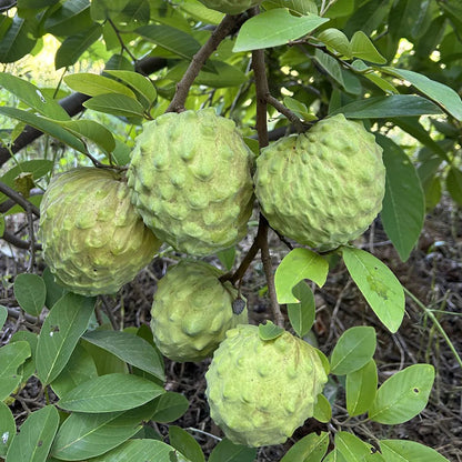 SUGAR APPLE  SEEDS