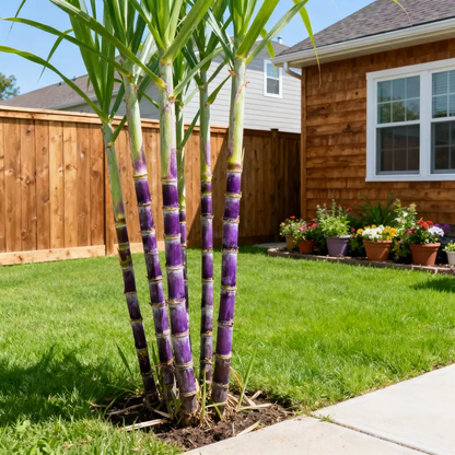 🌱 High-Yield Sugarcane Seeds - Easy to Survive & Grow, Perfect for Home Fruit Planting