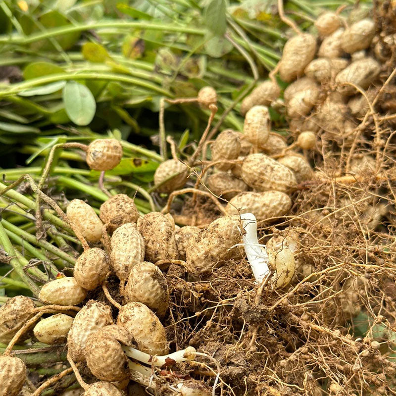 HIGH-YIELD & PREMIUM-QUALITY PEANUTS SEEDS