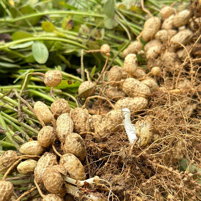 HIGH-YIELD & PREMIUM-QUALITY PEANUTS SEEDS