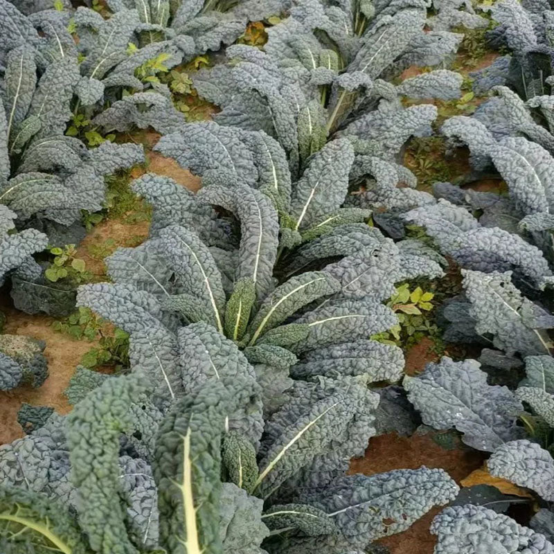 🌿FRIZZY-LEAF VEGETABLE SEEDS