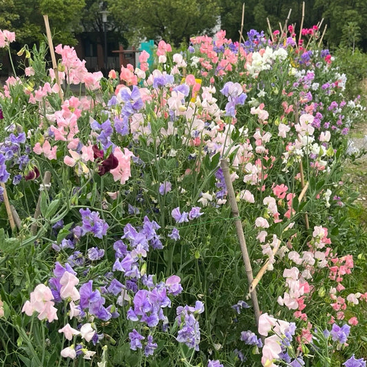 🎁 Multi Color Sweet Pea Flower Seeds