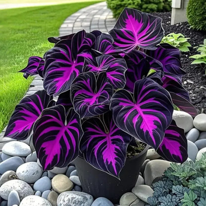 Midnight meteorite hosta Bulbs 🍃