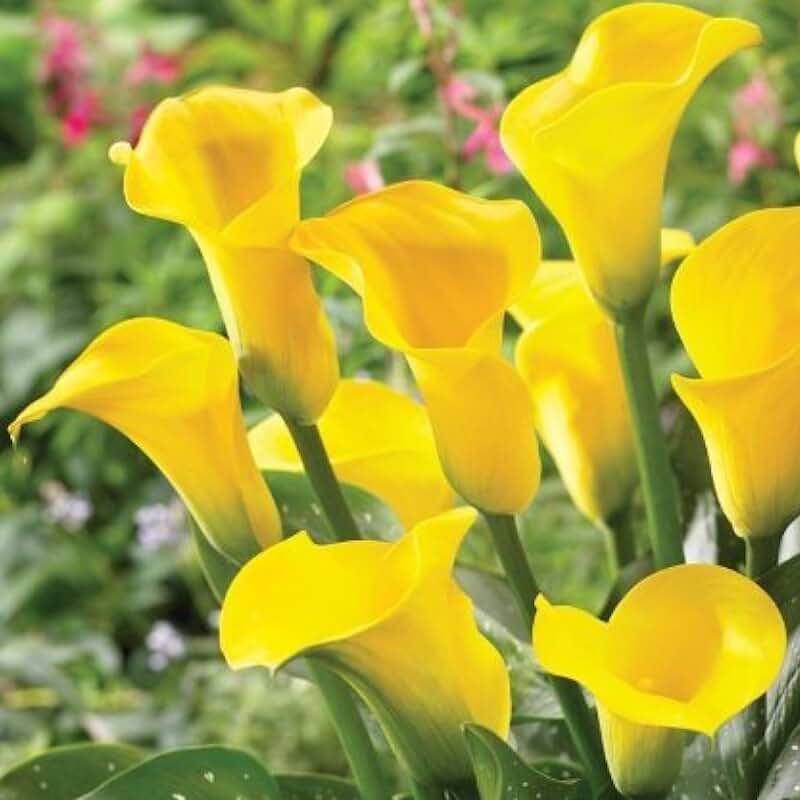 🌿 Easy-to-grow Calla Lily bulbs | Available in multiple colors and lasting bloom