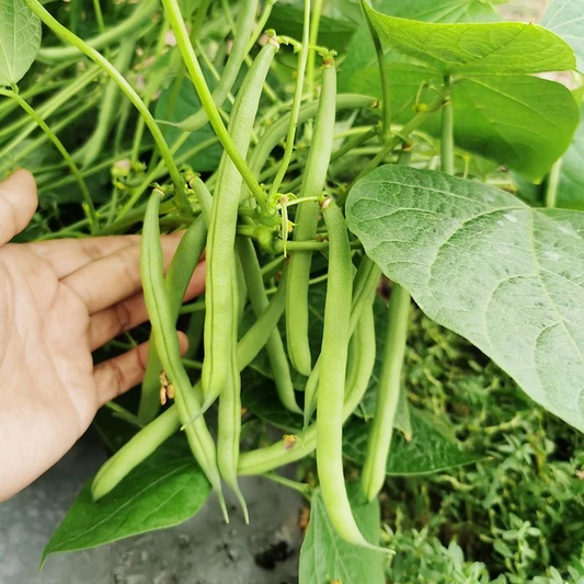 Easy-Grow Bush Bean Seeds – High Yield, Crisp Texture