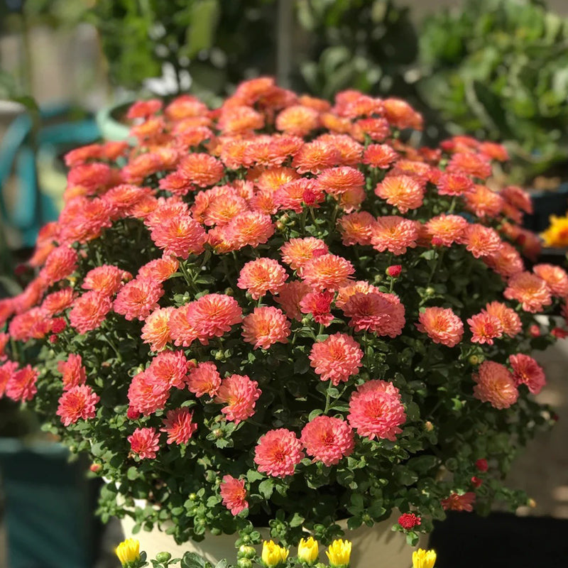 CANDY CHRYSANTHEMUM SEEDS