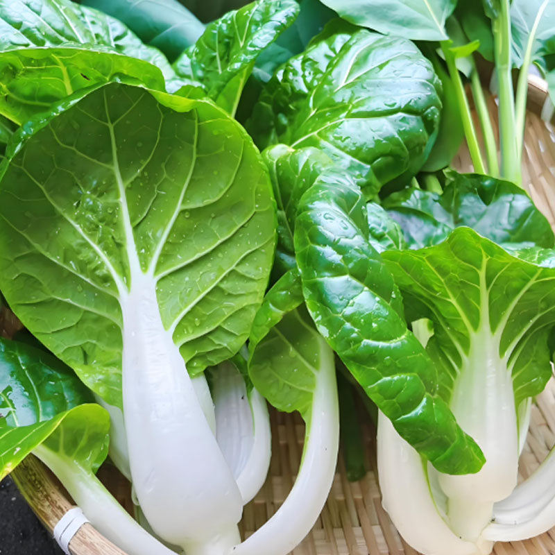 ALPINE BOK CHOY SEEDS