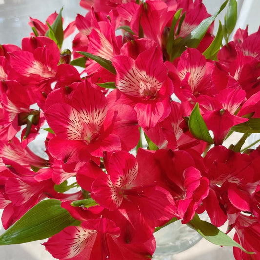 Alstroemeria 🌸Peruvian Lily Bulbs