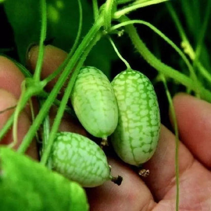 Thumb Watermelon Seeds 🍉