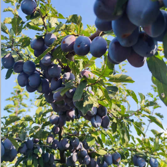 Lonicera Caerulea Fruit Seeds
