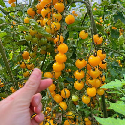 Small tomatoes with big personalities 🌈 Black • Gold • Blush varieties