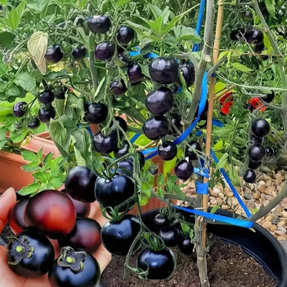 Small tomatoes with big personalities 🌈 Black • Gold • Blush varieties