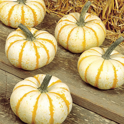 5 Pcs UFO Pumpkins